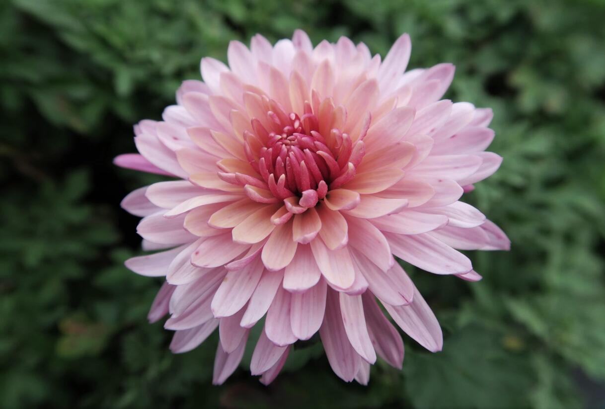 Listopadka indická 'Anastasia' - Dendranthema indicum 'Anastasia'