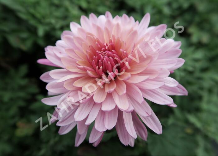 Listopadka indická 'Anastasia' - Chrysanthemum indicum 'Anastasia'