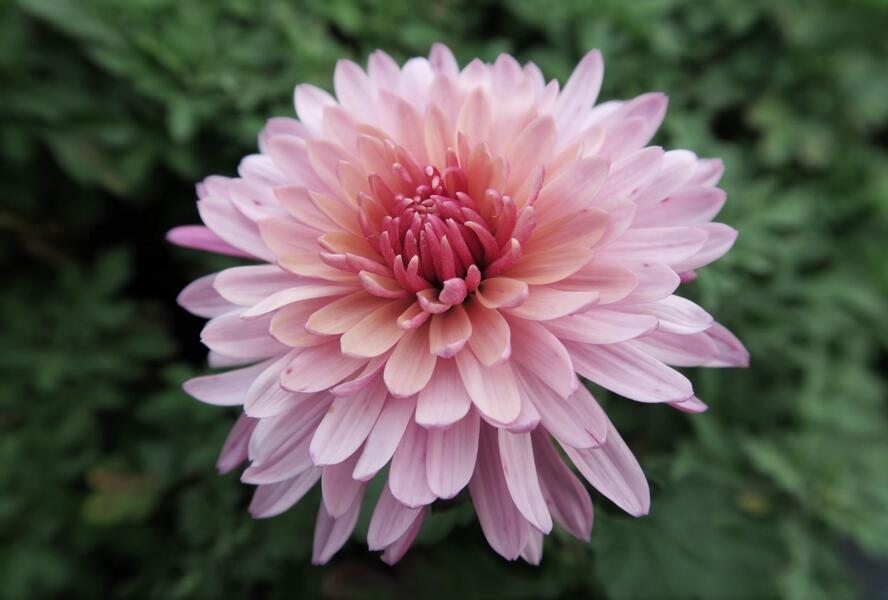 Listopadka indická 'Anastasia' - Dendranthema indicum 'Anastasia'