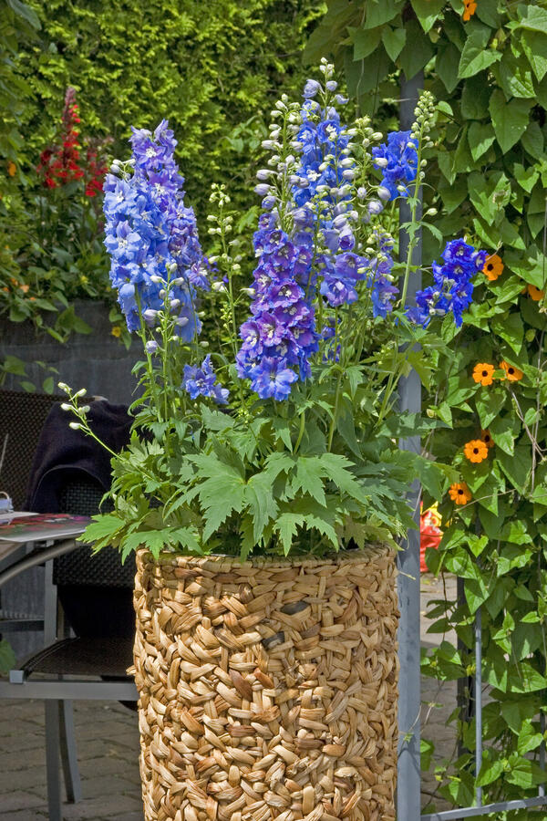 Ostrožka 'Excalibur Light Blue with White Bee' - Delphinium x cultorum 'Excalibur Light Blue with White Bee'