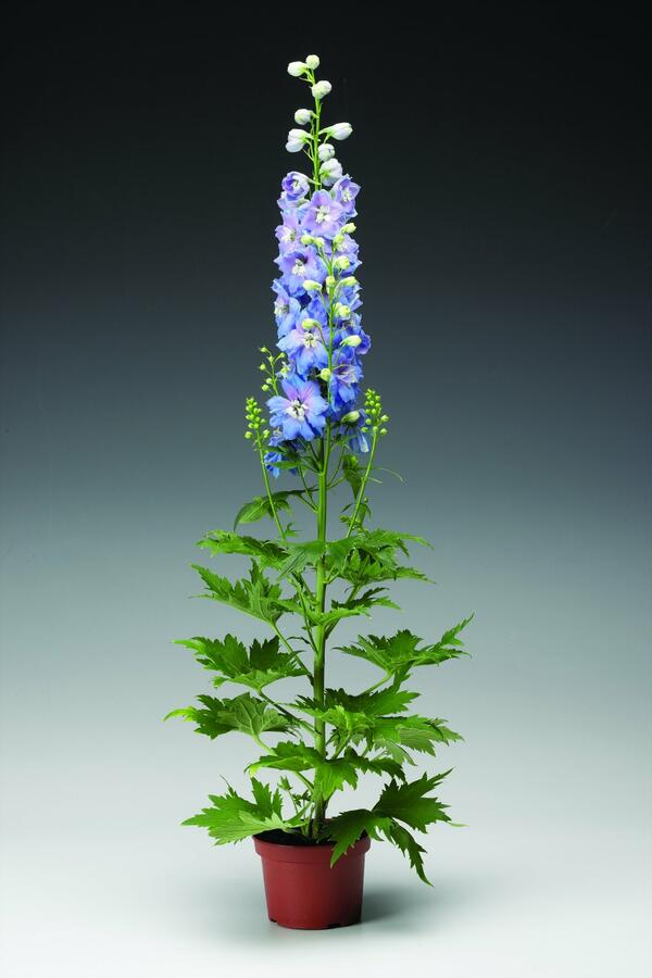 Ostrožka 'Excalibur Light Blue with White Bee' - Delphinium x cultorum 'Excalibur Light Blue with White Bee'