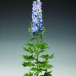 Ostrožka 'Excalibur Light Blue with White Bee' - Delphinium x cultorum 'Excalibur Light Blue with White Bee'