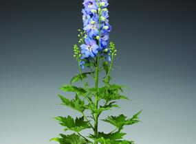 Ostrožka vyvýšená 'Delphina Light Blue White Bee' - Delphinium elatum 'Delphina Light Blue White Bee'