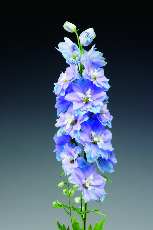 Ostrožka 'Excalibur Light Blue with White Bee' - Delphinium x cultorum 'Excalibur Light Blue with White Bee'