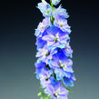 Ostrožka 'Excalibur Light Blue with White Bee' - Delphinium x cultorum 'Excalibur Light Blue with White Bee'