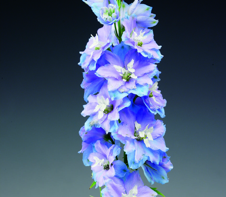 Ostrožka vyvýšená 'Delphina Light Blue White Bee' - Delphinium elatum 'Delphina Light Blue White Bee'