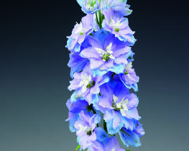 Ostrožka vyvýšená 'Delphina Light Blue White Bee'