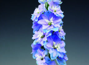 Ostrožka vyvýšená 'Delphina Light Blue White Bee' - Delphinium elatum 'Delphina Light Blue White Bee'