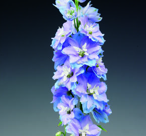 Ostrožka 'Excalibur Light Blue with White Bee' - Delphinium x cultorum 'Excalibur Light Blue with White Bee'