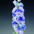 ostrozka-excalibur-light-blue-with-white-bee.jpg