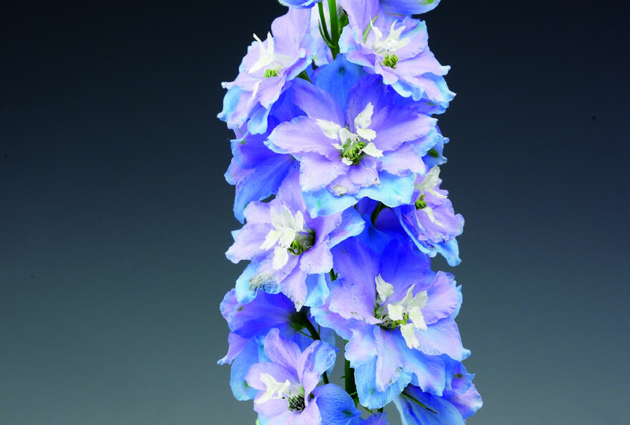 Ostrožka vyvýšená 'Delphina Light Blue White Bee' - Delphinium elatum 'Delphina Light Blue White Bee'