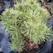Borovice kleč 'Sonnenberg' - Pinus mugo 'Sonnenberg'