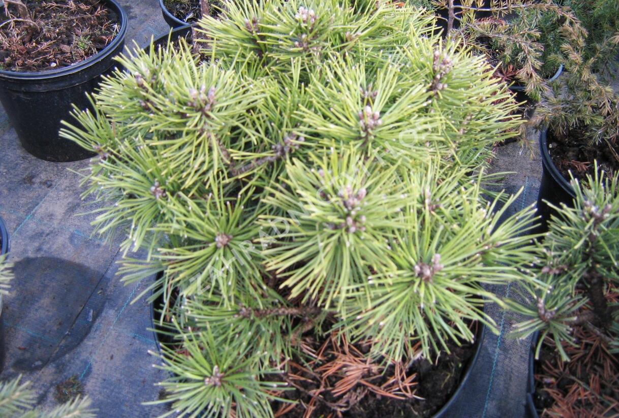 Borovice kleč 'Sonnenberg' - Pinus mugo 'Sonnenberg'