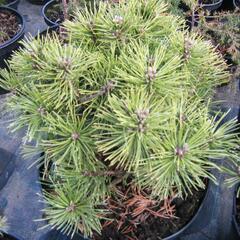 Borovice kleč 'Sonnenberg' - Pinus mugo 'Sonnenberg'
