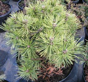 Borovice kleč 'Sonnenberg' - Pinus mugo 'Sonnenberg'