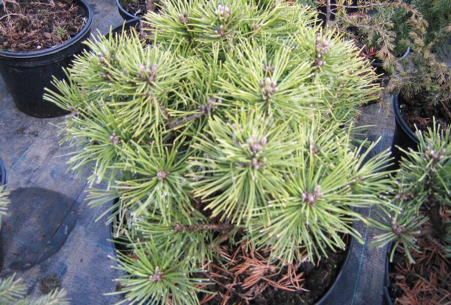 Borovice kleč 'Sonnenberg' - Pinus mugo 'Sonnenberg'