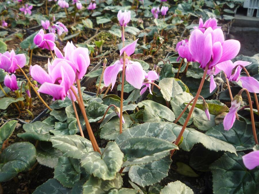 Brambořík břečťanolistý 'Amaze Me Pink' - Cyclamen hederifolium 'Amaze Me Pink'