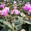 Brambořík břečťanolistý 'Amaze Me Pink' - Cyclamen hederifolium 'Amaze Me Pink'