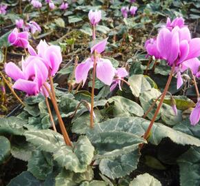 Brambořík břečťanolistý 'Amaze Me Pink' - Cyclamen hederifolium 'Amaze Me Pink'