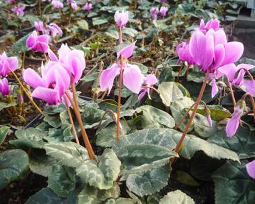 Brambořík břečťanolistý 'Amaze Me Pink'