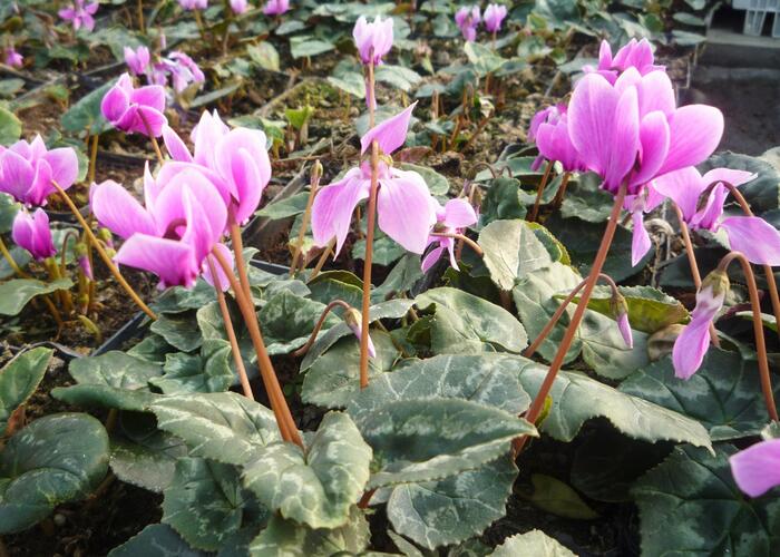 Brambořík břečťanolistý 'Amaze Me Pink' - Cyclamen hederifolium 'Amaze Me Pink'