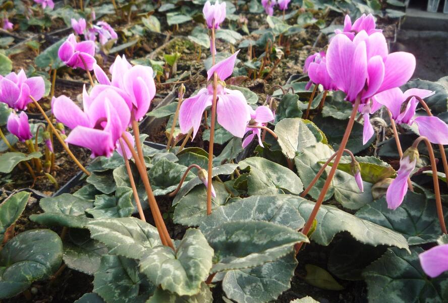 Brambořík břečťanolistý 'Amaze Me Pink' - Cyclamen hederifolium 'Amaze Me Pink'