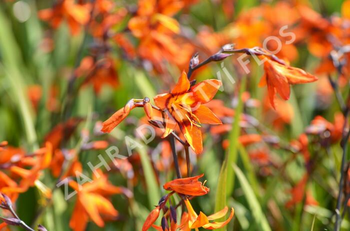 Křešina, montbrécie 'Emily McKenzie' - Crocosmia 'Emily McKenzie'