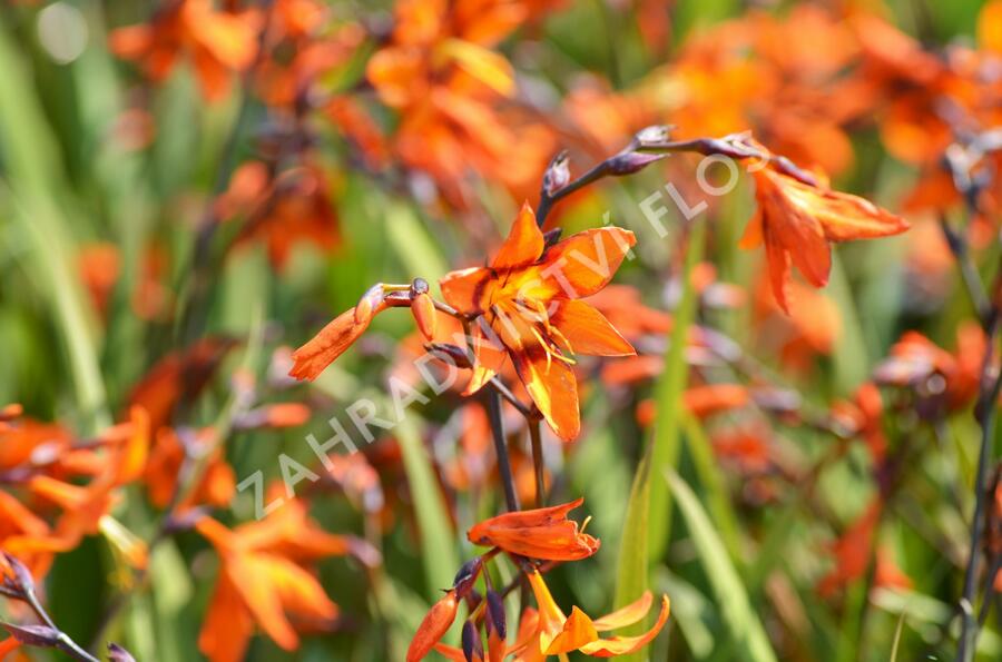 Křešina, montbrécie 'Emily McKenzie' - Crocosmia 'Emily McKenzie'