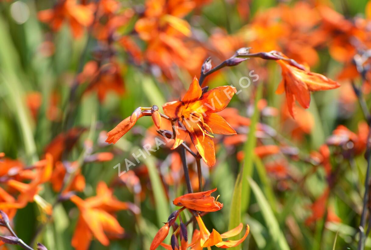 Křešina, montbrécie 'Emily McKenzie' - Crocosmia 'Emily McKenzie'