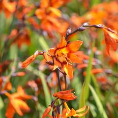 Křešina, montbrécie 'Emily McKenzie' - Crocosmia 'Emily McKenzie'