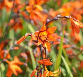 Křešina, montbrécie 'Emily McKenzie' - Crocosmia 'Emily McKenzie'