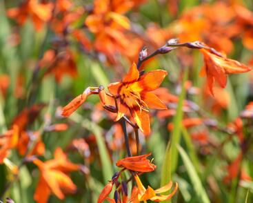 Křešina, montbrécie 'Emily McKenzie'