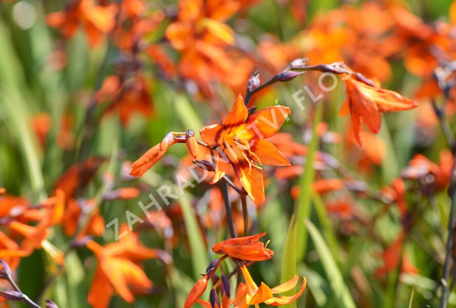 Křešina, montbrécie 'Emily McKenzie' - Crocosmia 'Emily McKenzie'