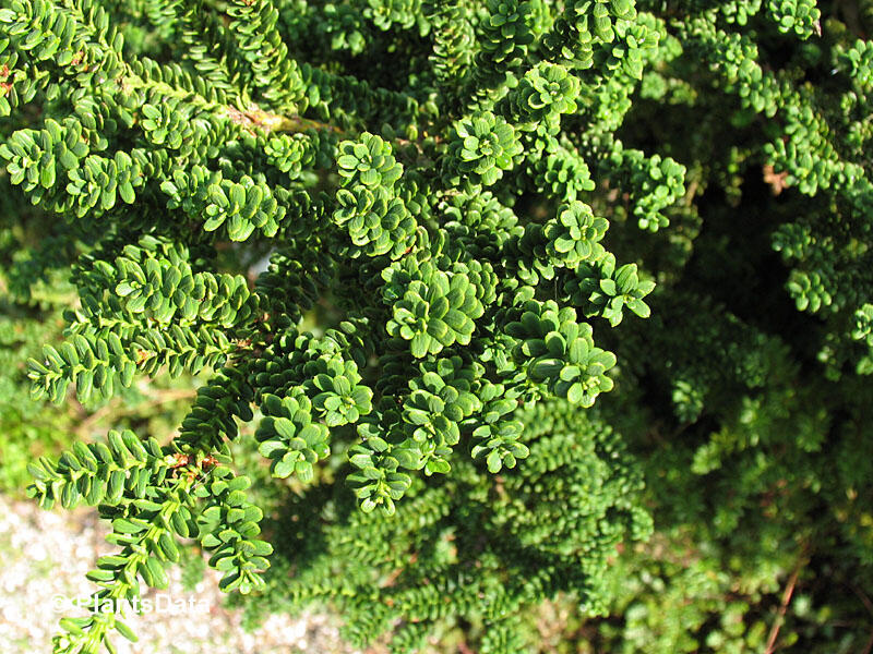 Tis červený 'Amersfoort' - Taxus baccata 'Amersfoort'