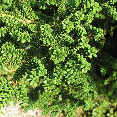 Tis červený 'Amersfoort' - Taxus baccata 'Amersfoort'