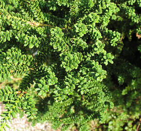 Tis červený 'Amersfoort' - Taxus baccata 'Amersfoort'