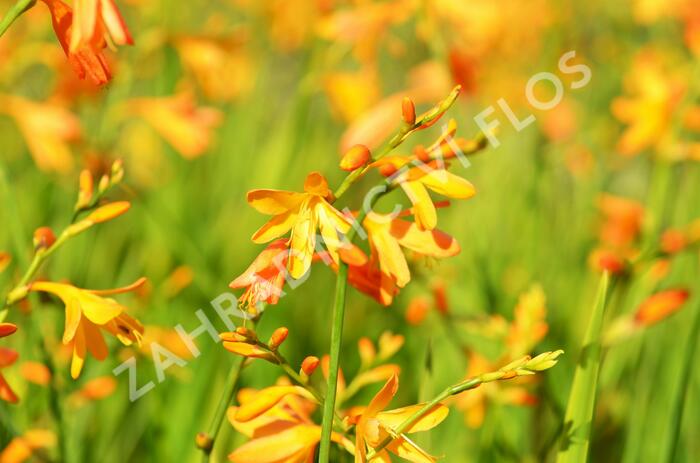 Křešina, montbrécie 'Buttercup' - Crocosmia 'Buttercup'