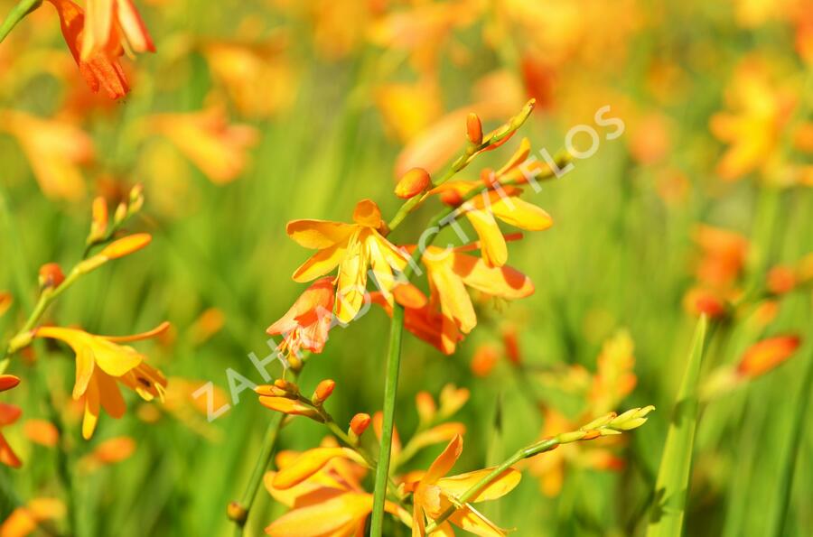 Křešina, montbrécie 'Buttercup' - Crocosmia 'Buttercup'