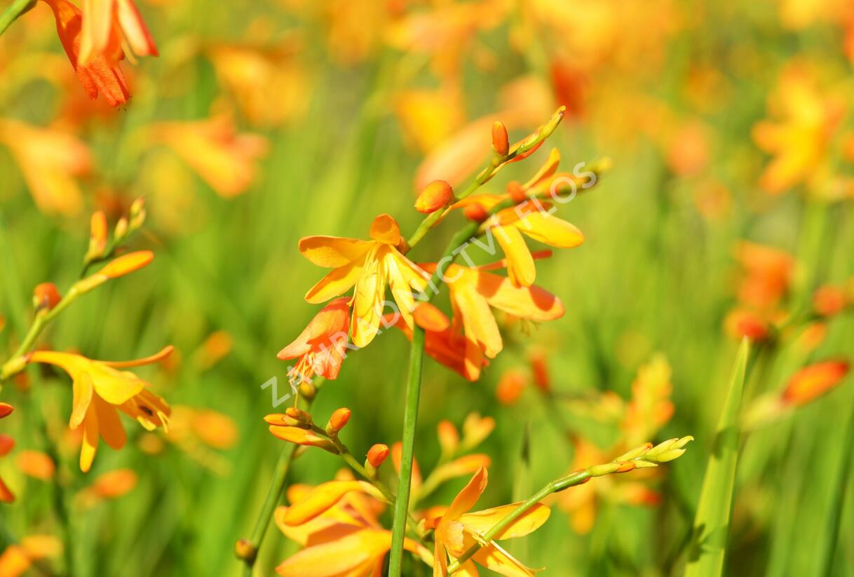 Křešina, montbrécie 'Buttercup' - Crocosmia 'Buttercup'
