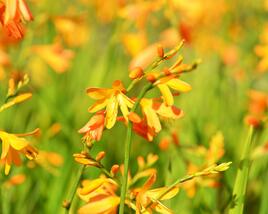 Křešina, montbrécie 'Buttercup'