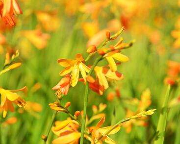 Křešina, montbrécie 'Buttercup'