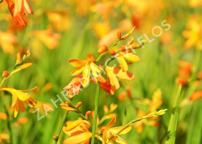 Křešina, montbrécie 'Buttercup' - Crocosmia 'Buttercup'
