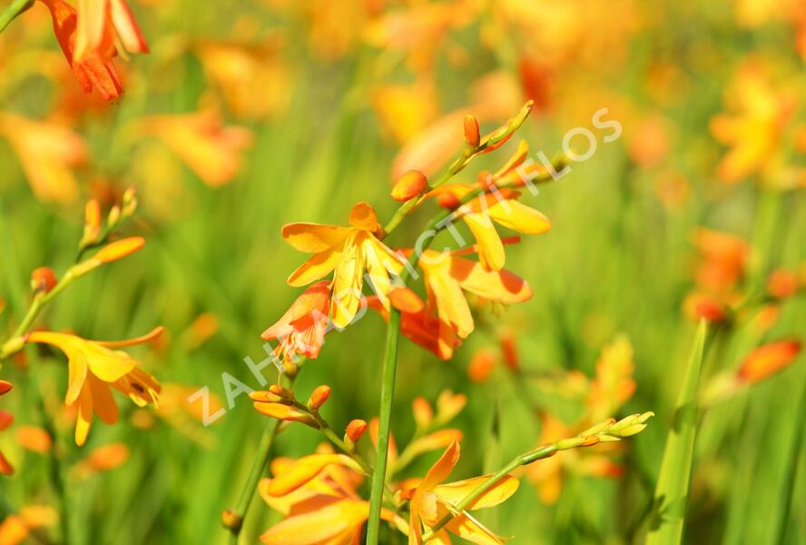 Křešina, montbrécie 'Buttercup' - Crocosmia 'Buttercup'