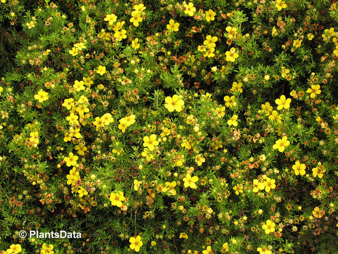 Mochna křovitá 'Golden Kissen' - Potentilla fruticosa 'Golden Kissen'