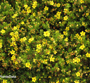 Mochna křovitá 'Golden Kissen' - Potentilla fruticosa 'Golden Kissen'