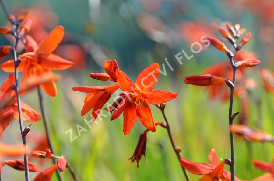 Křešina, montbrécie 'Babylon' - Crocosmia 'Babylon'