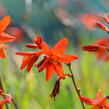 Křešina, montbrécie 'Babylon' - Crocosmia 'Babylon'