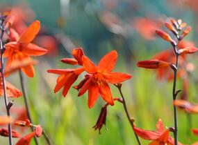 Křešina, montbrécie 'Babylon' - Crocosmia 'Babylon'