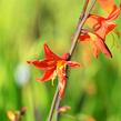 Křešina, montbrécie 'Babylon' - Crocosmia 'Babylon'