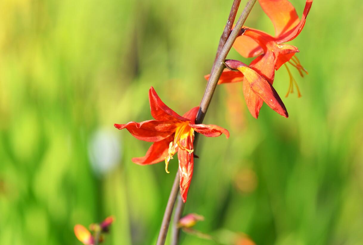Křešina, montbrécie 'Babylon' - Crocosmia 'Babylon'